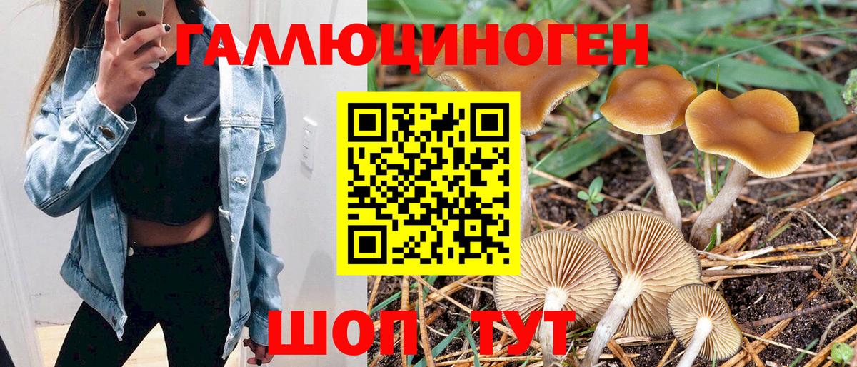 Галлюциногенные грибы Psilocybe Аксай